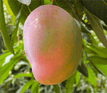 Alterio's Mangoes