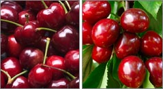 Gold Mountain Cherries