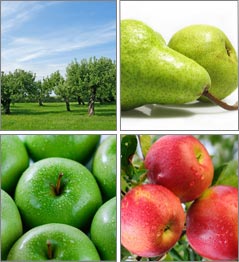 Plunkett Orchards
