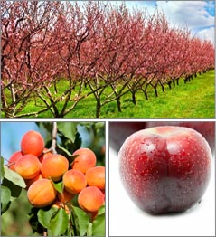 Vigliaturo Orchards